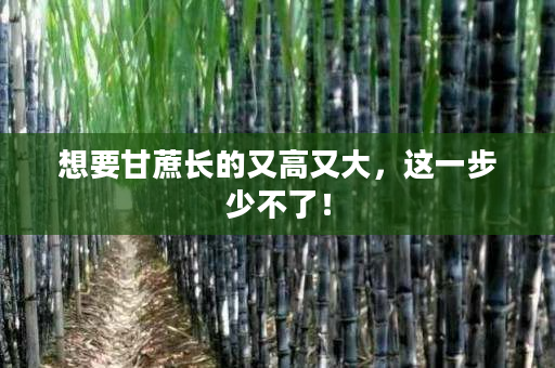 想要甘蔗长的又高又大,这一步少不了! 想要甘蔗长的又高又大,这一步少不了!