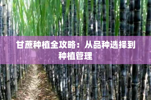 甘蔗种植全攻略:从品种选择到种植管理 甘蔗种植全攻略:从品种选择到种植管理