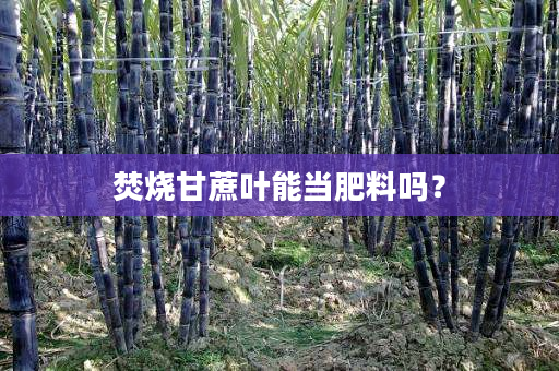 焚烧甘蔗叶能当肥料吗? 焚烧甘蔗叶能当肥料吗?