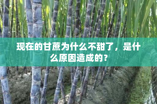 现在的甘蔗为什么不甜了,是什么原因造成的? 现在的甘蔗为什么不甜了,是什么原因造成的?