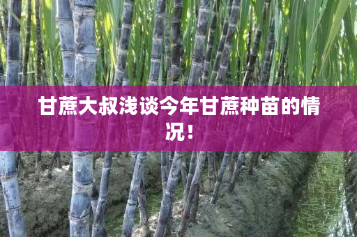甘蔗大叔浅谈今年甘蔗种苗的情况! 甘蔗大叔浅谈今年甘蔗种苗的情况!