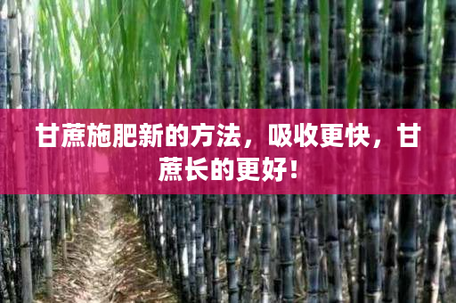 甘蔗施肥新的方法,吸收更快,甘蔗长的更好! 甘蔗施肥新的方法,吸收更快,甘蔗长的更好!