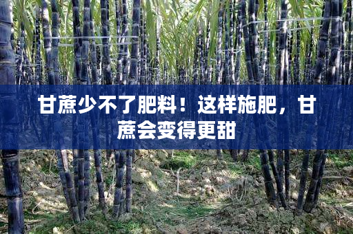 甘蔗少不了肥料!这样施肥,甘蔗会变得更甜 甘蔗少不了肥料!这样施肥,甘蔗会变得更甜