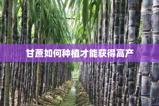 甘蔗如何种植才能获得高产 甘蔗如何种植才能获得高产