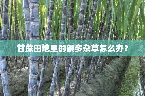 甘蔗田地里的很多杂草怎么办? 甘蔗田地里的很多杂草怎么办?