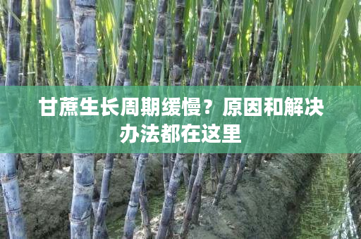 甘蔗生长周期缓慢?原因和解决办法都在这里 甘蔗生长周期缓慢?原因和解决办法都在这里
