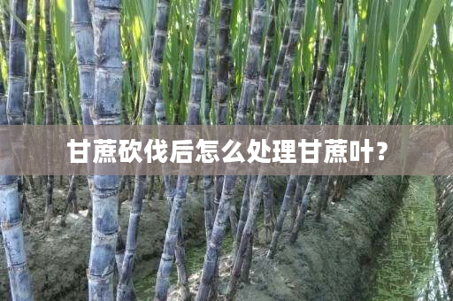 甘蔗砍伐后怎么处理甘蔗叶? 甘蔗砍伐后怎么处理甘蔗叶?