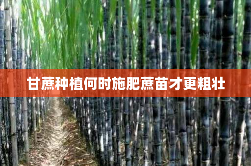 甘蔗种植何时施肥蔗苗才更粗壮 甘蔗种植何时施肥蔗苗才更粗壮
