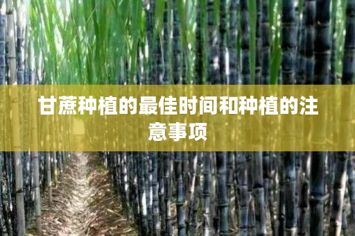 甘蔗种植的最佳时间和种植的注意事项 甘蔗种植的最佳时间和种植的注意事项