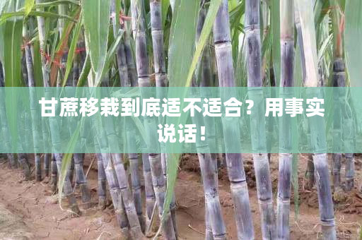 甘蔗移栽到底适不适合?用事实说话! 甘蔗移栽到底适不适合?用事实说话!