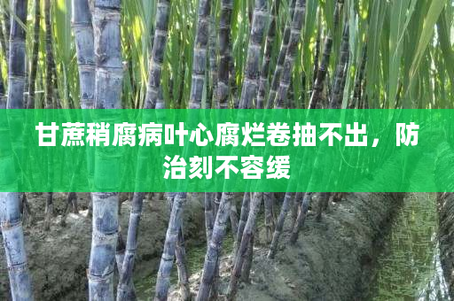 甘蔗稍腐病叶心腐烂卷抽不出,防治刻不容缓 甘蔗稍腐病叶心腐烂卷抽不出,防治刻不容缓