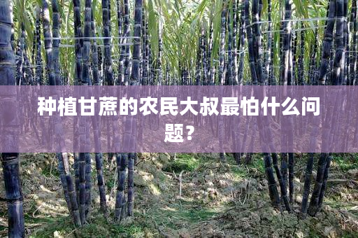 种植甘蔗的农民大叔最怕什么问题? 种植甘蔗的农民大叔最怕什么问题?