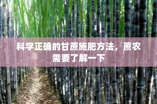 科学正确的甘蔗施肥方法,蔗农需要了解一下 科学正确的甘蔗施肥方法,蔗农需要了解一下