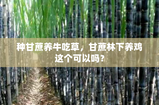 种甘蔗养牛吃草,甘蔗林下养鸡这个可以吗? 种甘蔗养牛吃草,甘蔗林下养鸡这个可以吗?