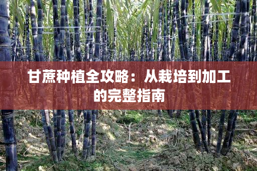 甘蔗种植全攻略:从栽培到加工的完整指南 甘蔗种植全攻略:从栽培到加工的完整指南