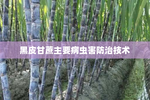 黑皮甘蔗主要病虫害防治技术 黑皮甘蔗主要病虫害防治技术