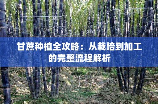 甘蔗种植全攻略:从栽培到加工的完整流程解析 甘蔗种植全攻略:从栽培到加工的完整流程解析