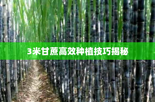 3米甘蔗高效种植技巧揭秘 3米甘蔗高效种植技巧揭秘