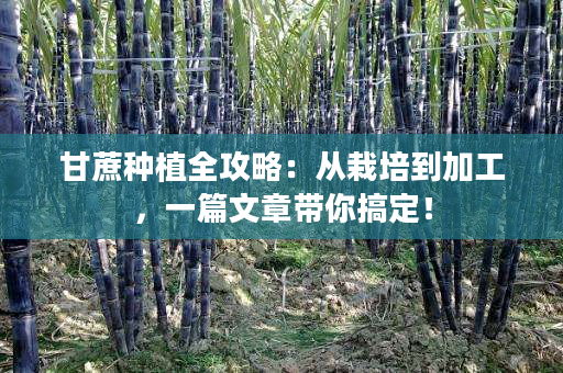 甘蔗种植全攻略:从栽培到加工,一篇文章带你搞定! 甘蔗种植全攻略:从栽培到加工,一篇文章带你搞定!