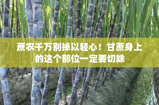 蔗农千万别掉以轻心!甘蔗身上的这个部位一定要切除 蔗农千万别掉以轻心!甘蔗身上的这个部位一定要切除