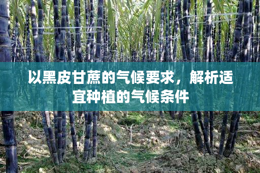 以黑皮甘蔗的气候要求,解析适宜种植的气候条件 以黑皮甘蔗的气候要求,解析适宜种植的气候条件