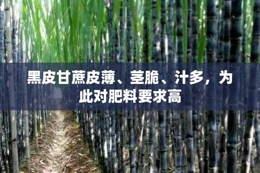 黑皮甘蔗皮薄、茎脆、汁多,为此对肥料要求高 黑皮甘蔗皮薄、茎脆、汁多,为此对肥料要求高