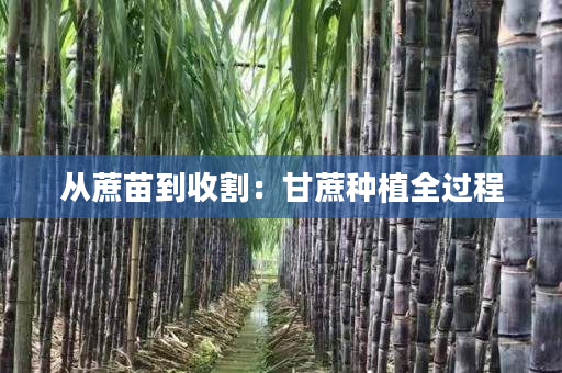 从蔗苗到收割:甘蔗种植全过程 从蔗苗到收割:甘蔗种植全过程