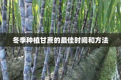 冬季种植甘蔗的最佳时间和方法 冬季种植甘蔗的最佳时间和方法