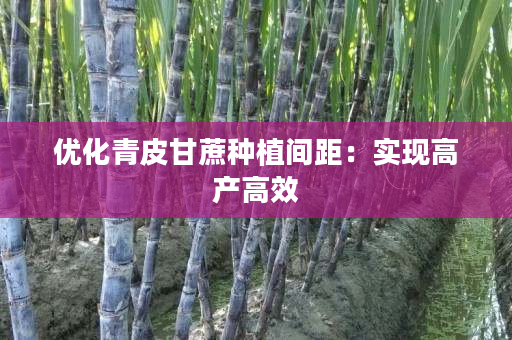 优化青皮甘蔗种植间距:实现高产高效 优化青皮甘蔗种植间距:实现高产高效