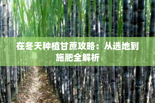 在冬天种植甘蔗攻略:从选地到施肥全解析 在冬天种植甘蔗攻略:从选地到施肥全解析