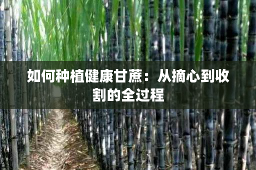 如何种植健康甘蔗:从摘心到收割的全过程 如何种植健康甘蔗:从摘心到收割的全过程