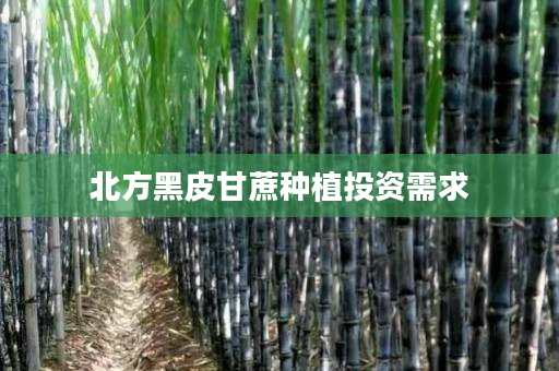 北方黑皮甘蔗种植投资需求 北方黑皮甘蔗种植投资需求