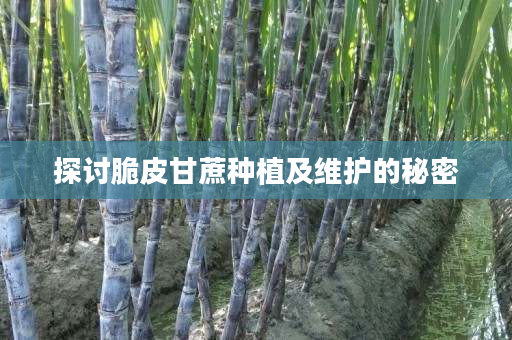 探讨脆皮甘蔗种植及维护的秘密 探讨脆皮甘蔗种植及维护的秘密