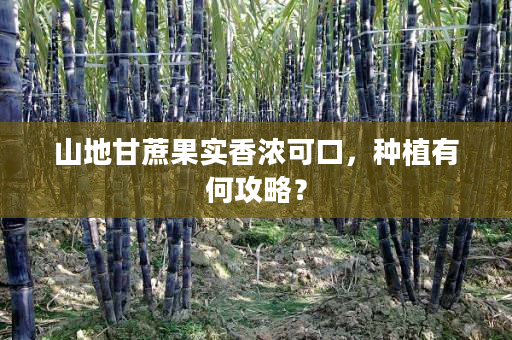 山地甘蔗果实香浓可口,种植有何攻略? 山地甘蔗果实香浓可口,种植有何攻略?