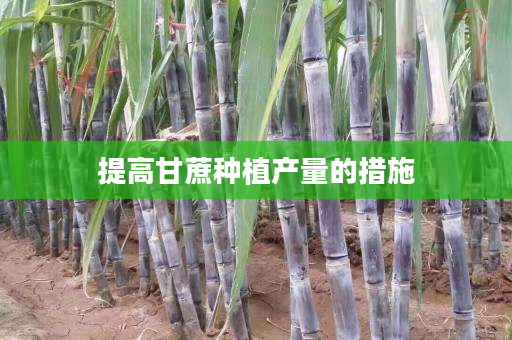 提高甘蔗种植产量的措施 提高甘蔗种植产量的措施