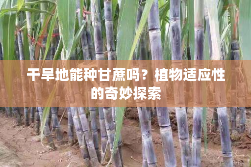 干旱地能种甘蔗吗?植物适应性的奇妙探索 干旱地能种甘蔗吗?植物适应性的奇妙探索