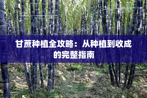 甘蔗种植全攻略:从种植到收成的完整指南 甘蔗种植全攻略:从种植到收成的完整指南