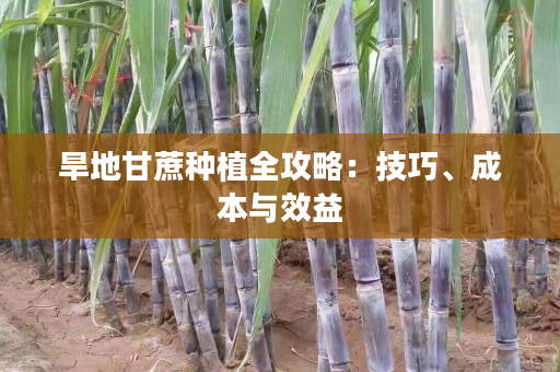 旱地甘蔗种植全攻略:技巧、成本与效益 旱地甘蔗种植全攻略:技巧、成本与效益