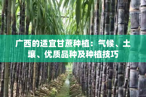 广西的适宜甘蔗种植:气候、土壤、优质品种及种植技巧 广西的适宜甘蔗种植:气候、土壤、优质品种及种植技巧