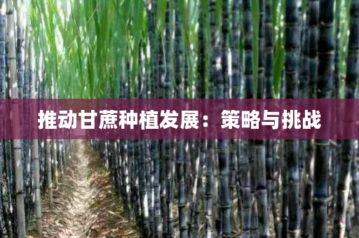 推动甘蔗种植发展:策略与挑战 推动甘蔗种植发展:策略与挑战