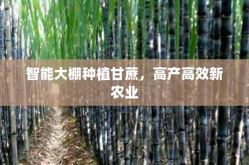 智能大棚种植甘蔗，高产高效新农业