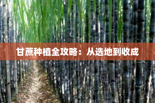 甘蔗种植全攻略:从选地到收成 甘蔗种植全攻略:从选地到收成