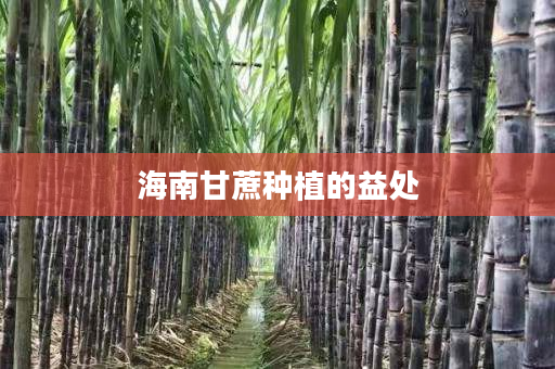 海南甘蔗种植的益处 海南甘蔗种植的益处