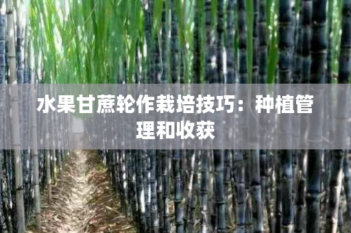 水果甘蔗轮作栽培技巧：种植管理和收获