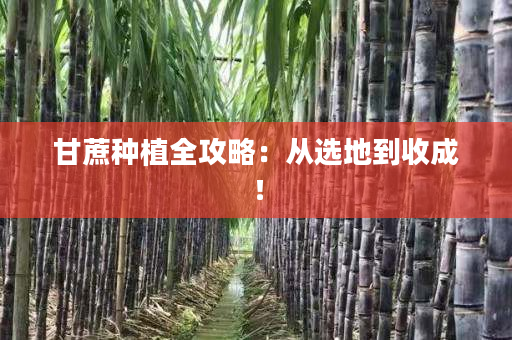 甘蔗种植全攻略:从选地到收成! 甘蔗种植全攻略:从选地到收成!