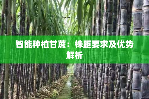 智能种植甘蔗:株距要求及优势解析 智能种植甘蔗:株距要求及优势解析