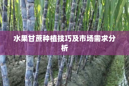 水果甘蔗种植技巧及市场需求分析