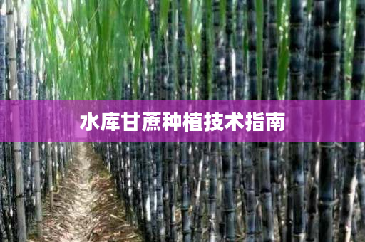 水库甘蔗种植技术指南