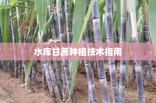 水库甘蔗种植技术指南 水库甘蔗种植技术指南