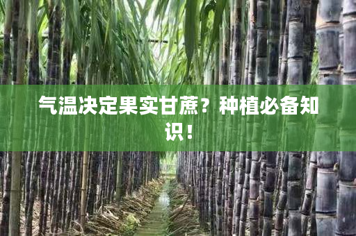 气温决定果实甘蔗？种植必备知识！